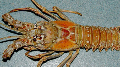Seafood Species: Spiny Lobster